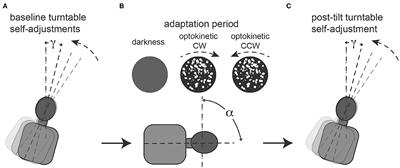 Prolonged Static Whole-Body Roll-Tilt and Optokinetic Stimulation Significantly Bias the Subjective Postural Vertical in Healthy Human Subjects